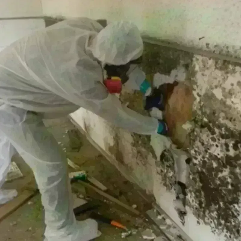 Mold Remediation and Removal in Cherokee, NC